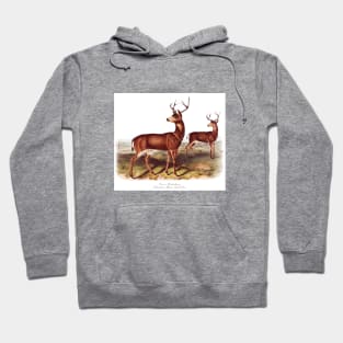 Columbian Black-Tailed Deer Hoodie